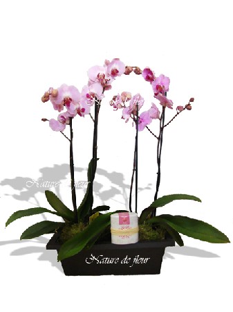 Composition de deux Orchidées Phalaenopsis deux branches avec sa boite de Bonbons Nature parfumés à la rose. Pour les gourmands de Nature.